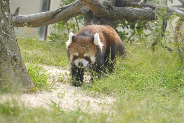 アライグマが増えていて、生態系や人への影響が懸念されているようだ